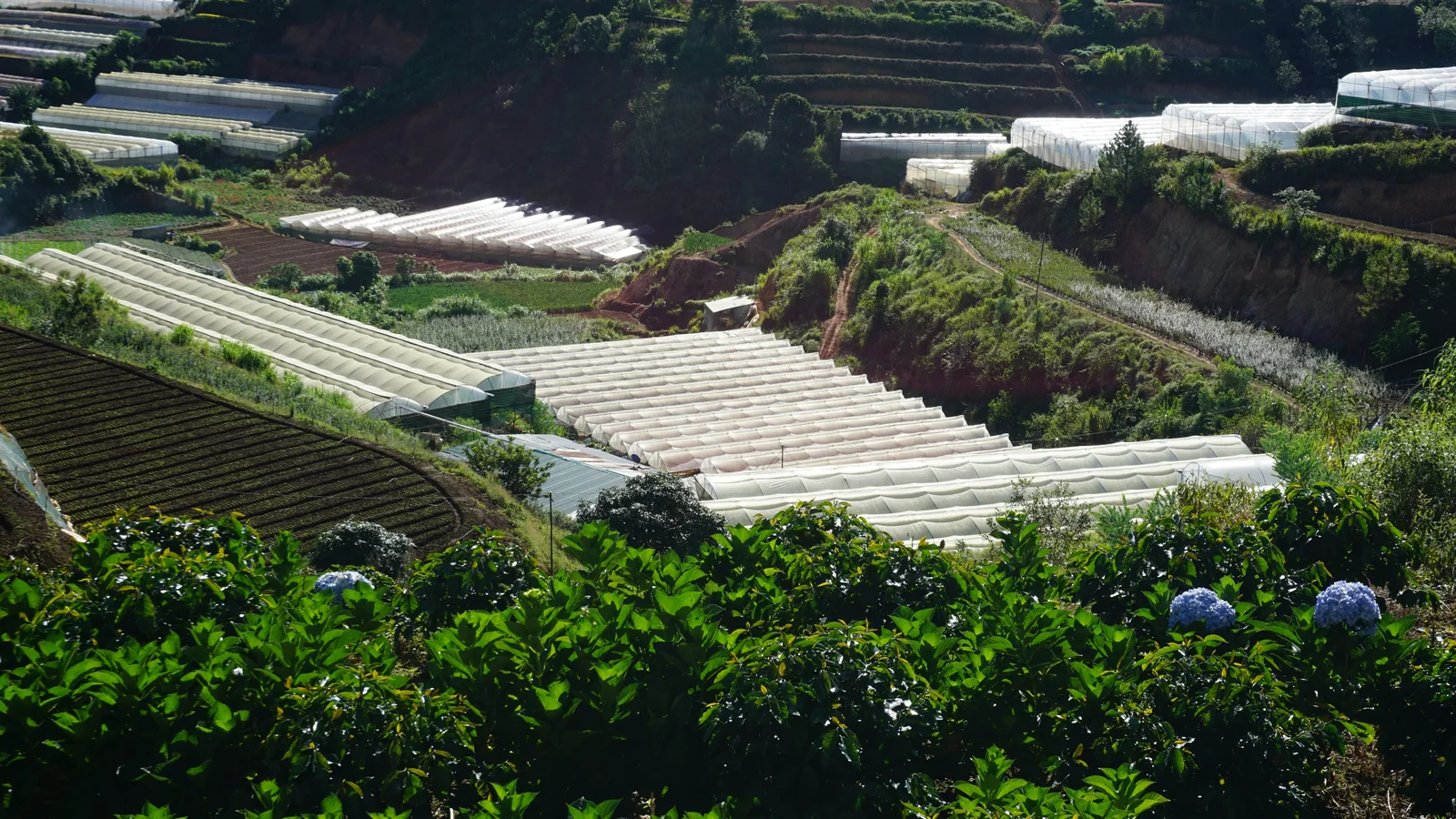 Áp lực thu hồi vốn và bảo đảm hiệu quả đầu tư trong ngành Nông nghiệp